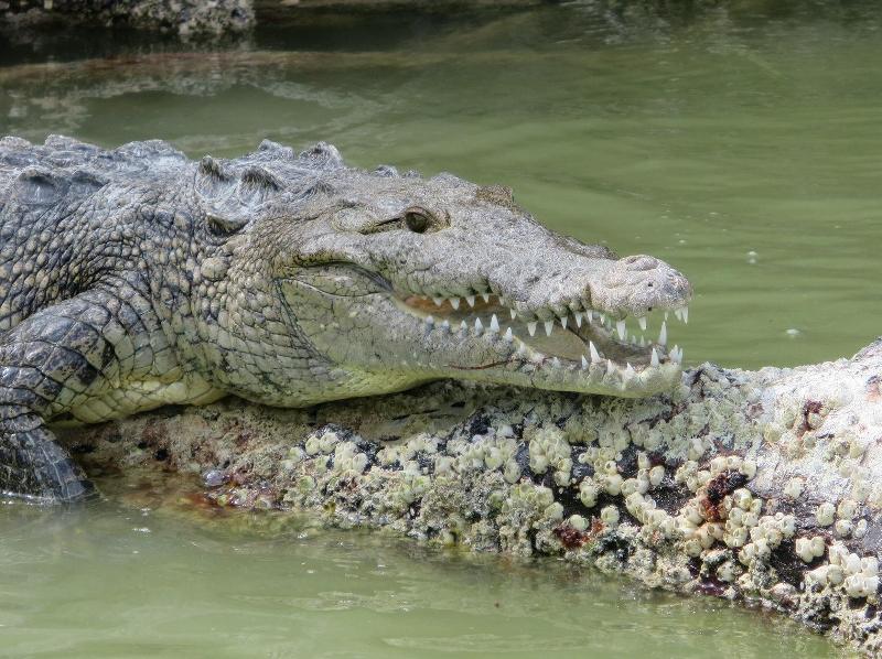 Φρίκη: Κροκόδειλος κατασπάραξε 18χρονο άνδρα - Media