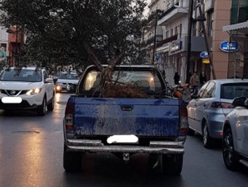 Κρήτη: Κάνει… βόλτα την ελιά στην καρότσα του αυτοκινήτου (Video) - Media