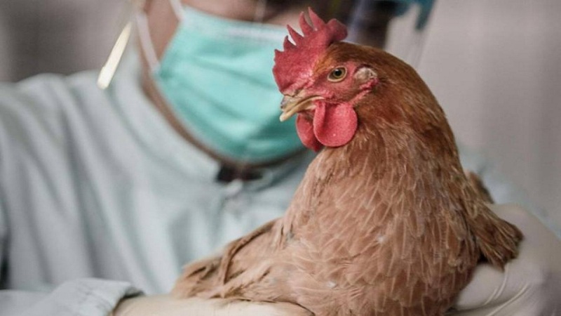 Νέος συναγερμός για τη γρίπη των πτηνών - Media