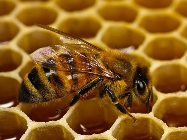 Γιατί οι μέλισσες σχηματίζουν τέλεια εξάγωνα στις κυψέλες τους; (Video) - Media