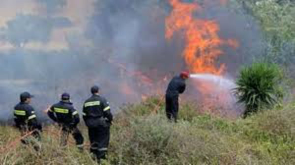 Λάρισα: Υπό έλεγχο η πυρκαγιά στην Καρίτσα  - Media