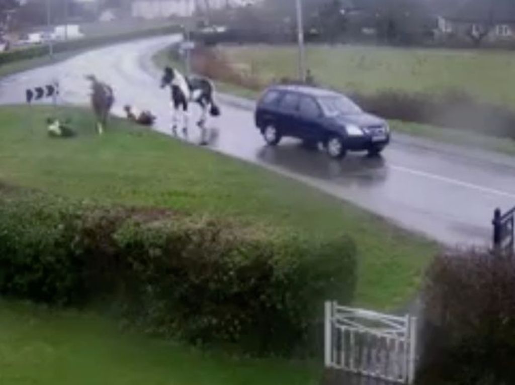 Απίστευτο τροχαίο: «τρελό» ΙΧ πέφτει πάνω σε άλογα και τινάζει στον αέρα τους αναβάτες (Video) - Media