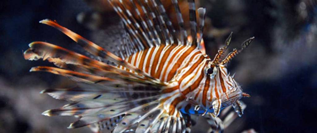 Σοκ και δέος: Έπιασαν θανατηφόρα ψάρια στην Κρήτη (Photos) - Media