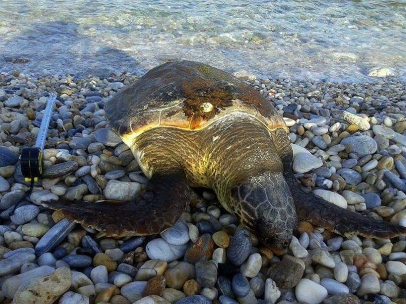 Κτηνωδία: Αποκεφάλισαν δέκα θαλάσσιες χελώνες στη Νάξο! - Media