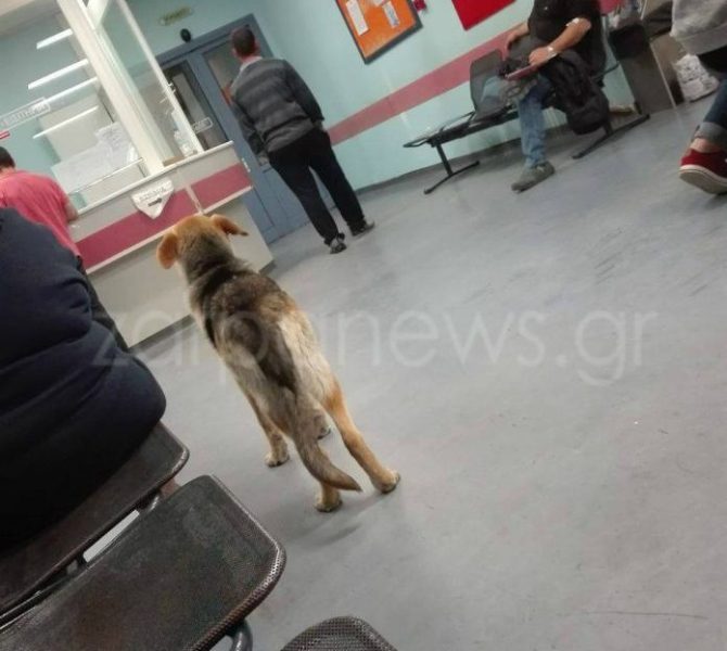 Σκύλος περιμένει να… εξεταστεί στο Νοσοκομείο Χανίων! - Media