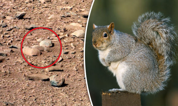 Νέα θεωρία συνομωσίας: Το απόρρητο πείραμα της NASA με τους σκίουρους στον Άρη! (Photo) - Media
