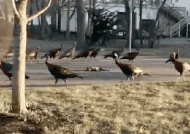 «Καλωσήλθατε στη Ζώνη του Λυκόφωτος»: Γαλοπούλες σχηματίζουν κύκλο γύρω από νεκρή γάτα και το internet... τρελαίνεται (Video) - Media
