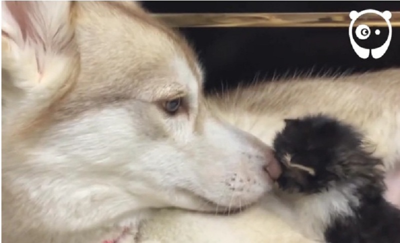 Ένα χάσκι που μισεί το μπρόκολο (Video) - Media