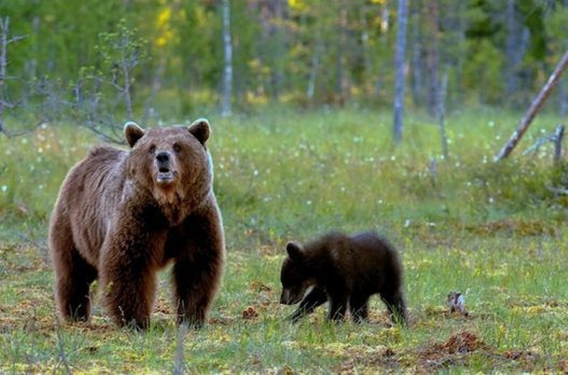Απαγόρευση κυκλοφορίας λόγω… αρκούδας - Media