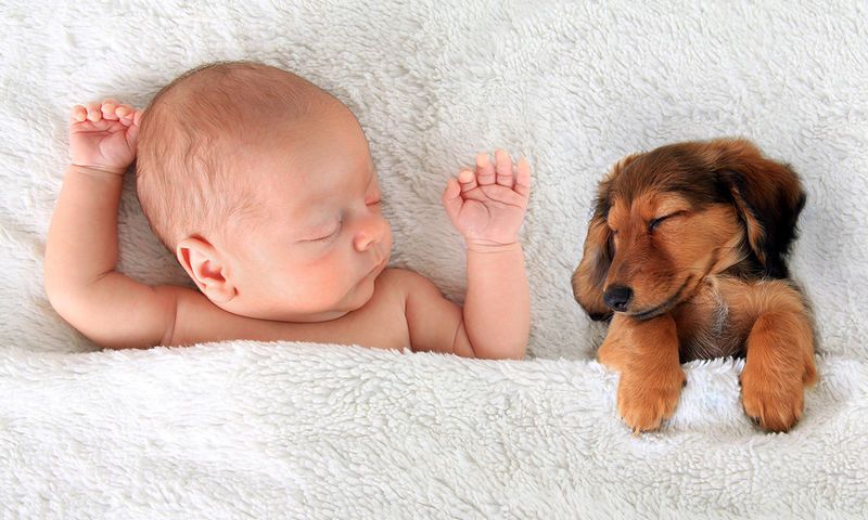 «Ασπίδα προστασίας» ενάντια σε αλλεργίες και παχυσαρκία τα… κουτάβια! - Media