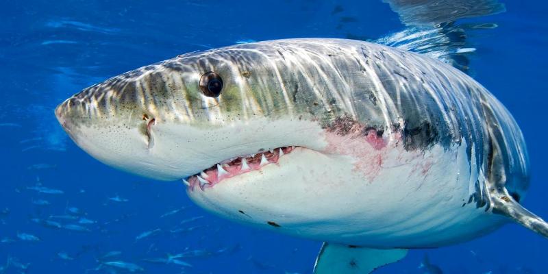 Πανικός στην Καλιφόρνια: Εντοπίστηκαν 25 λευκοί καρχαρίες - Άδειασαν οι παραλίες (Video) - Media