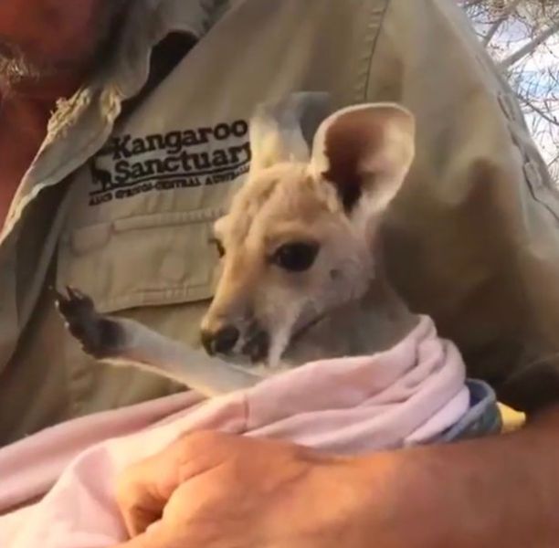 Αυτό το μωρό καγκουρό ζητά απελπισμένα μια αγκαλιά (Video) - Media