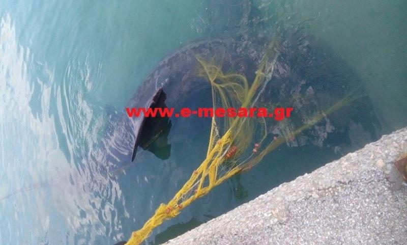 Απίστευτες εικόνες από την Κρήτη: Κοίταξε τα δίχτυα του και είδε αυτόν τον καρχαρία - Media