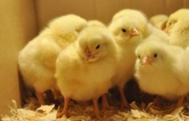 Απίστευτο! Μεταμορφώθηκε σε κότα και κλώσησε αυγά (photos) - Media