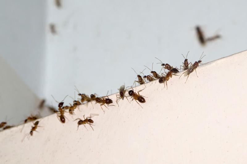 Τι να βάλετε στις εισόδους του σπιτιού για να απωθήσετε τα μυρμήγκια - Media