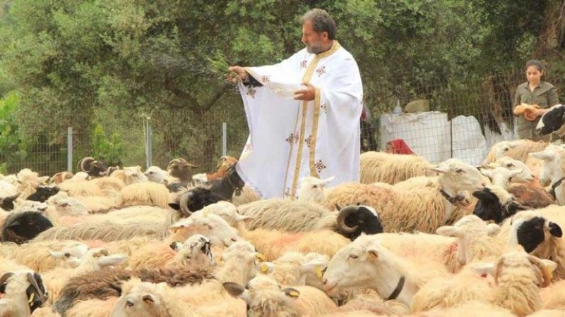 Χιλιάδες τα πρόβατα που ευλογήθηκαν και φέτος στον Άη Γιώργη - Media