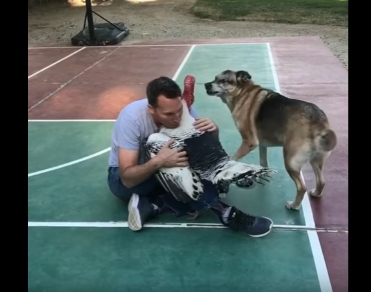 Ζηλιάρα γαλοπούλα εναντίον… σκύλου (Video) - Media