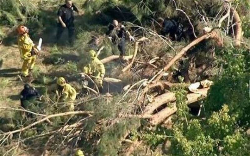 Θρήνος στην Εύβοια: Δέντρο καταπλάκωσε πυροσβέστη πατέρα 4 παιδιών - Media