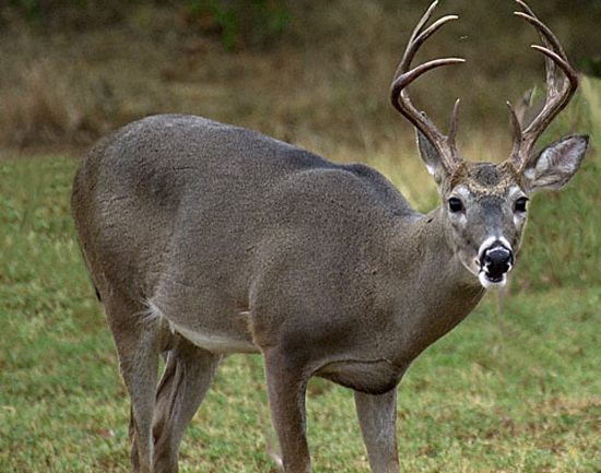 «Κακό» ελαφάκι πιάστηκε να τρώει ανθρώπινο πτώμα (Photos) - Media
