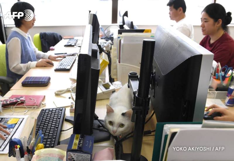 Πάρ’ τε τις γάτες στο γραφείο! Το γουργούρισμά τους θεραπεύει το στρες (Photos - Video) - Media