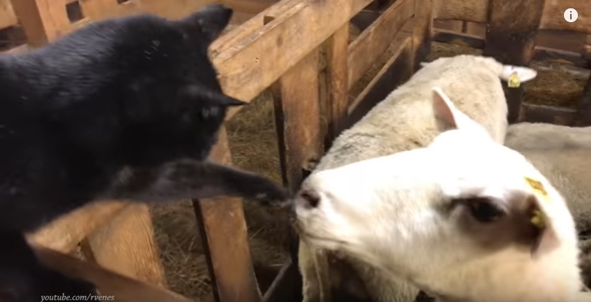 Πρόβατο εναντίον γάτας: Ποιος είναι ο νικητής; (Video) - Media