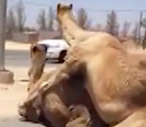 Ντουμπάι: Καμήλες προκάλεσαν κομφούζιο γιατί… ζευγάρωναν στη μέση του δρόμου (Video) - Media