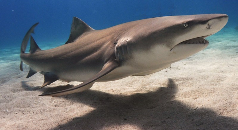 Τρόμος στη θάλασσα: Καρχαρίας δαγκώνει μοντέλο σε υποβρύχια φωτογράφηση (Photo-Video) - Media
