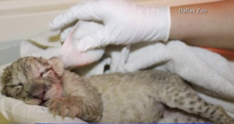 Μετά από 43 χρόνια γεννήθηκε το πρώτο λιονταράκι στον ζωολογικό κήπο του Ντάλας (Video) - Media