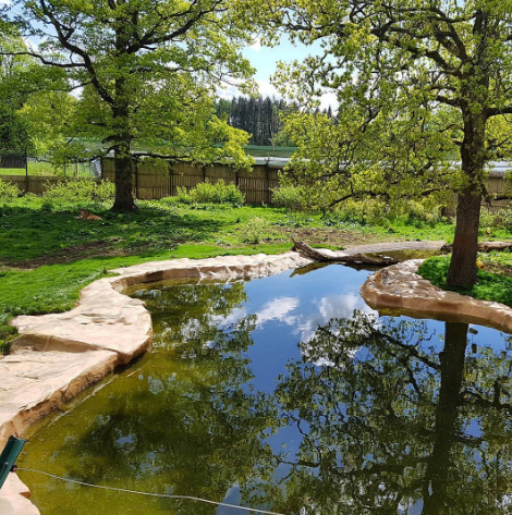 Μπορείτε να εντοπίσετε τις δύο τεράστιες τίγρεις που κρύβονται στη φωτογραφία; - Media