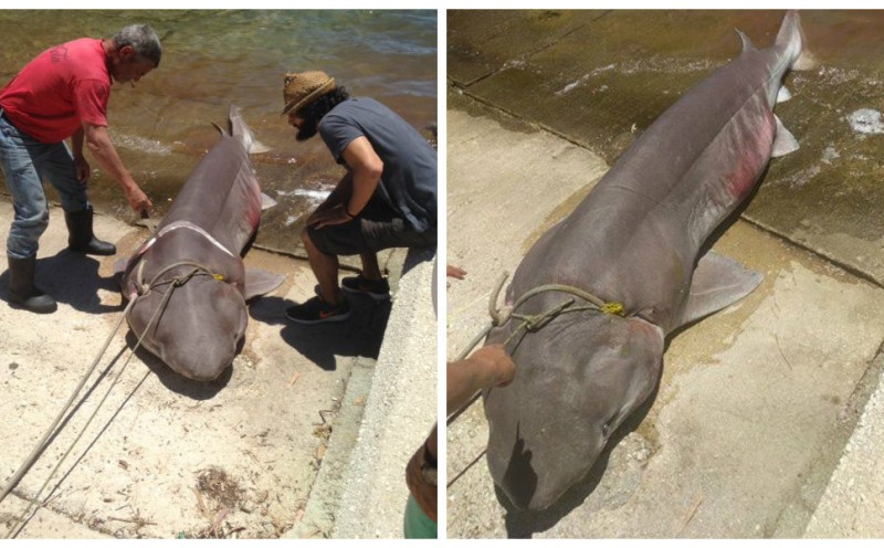 Απίστευτες εικόνες: Έπιασαν καρχαρία 3 μέτρων στην Ιθάκη - Media
