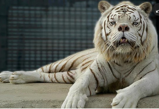 Τέλος στη διασταύρωση λιονταριών με τίγρεις και τα ζώα- Φρανκεστάιν - Media