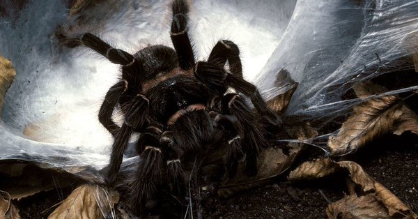 Αγόρασε ταραντούλα για να μην έρχεται η πεθερά του στο σπίτι (Photo) - Media