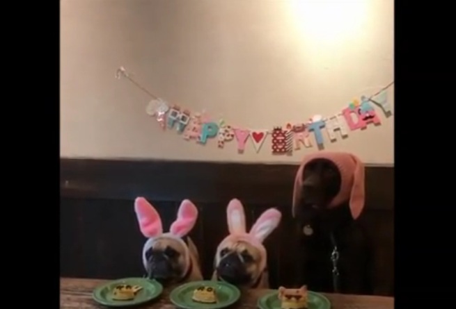 Τρία σκυλιά κάνουν πάρτι – Ποιος θα φάει την τούρτα; (Video) - Media