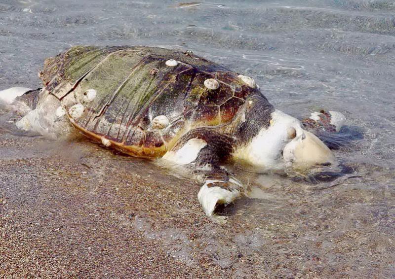 Θαλάσσια χελώνα βρέθηκε νεκρή στη Ζάκυνθο  - Media
