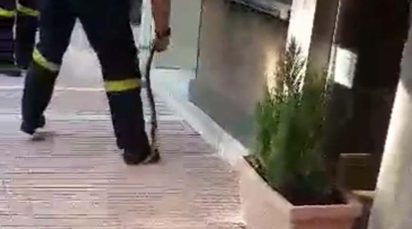 Πυροσβέστης - «Survivor» στη Λάρισα πιάνει φίδι με γυμνά χέρια (Video) - Media