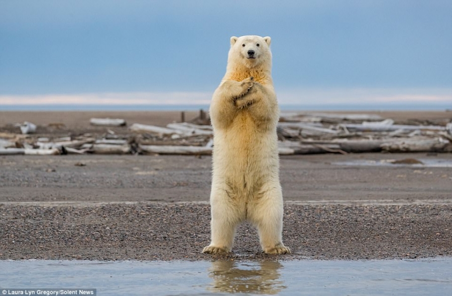Μια πολική αρκούδα που... χορεύει Μακαρένα (Photos) - Media