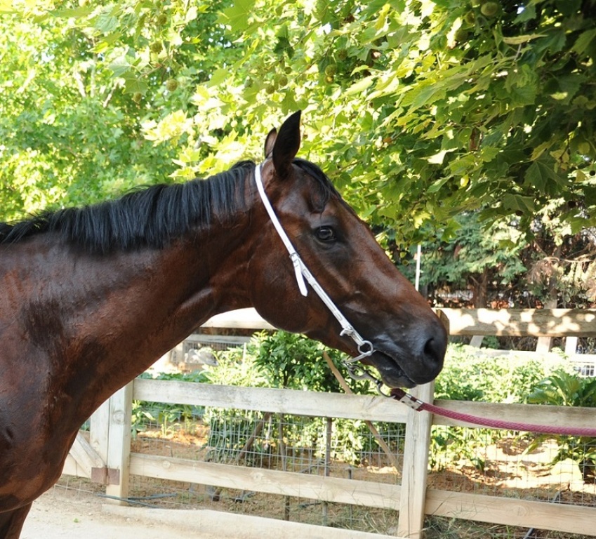71ο Ελληνικό Ντέρμπι ΟΠΑΠ: Ποια είναι τα καθαρόαιμα που διεκδικούν τον τίτλο του καλύτερου ίππου της χρονιάς (Photos) - Media