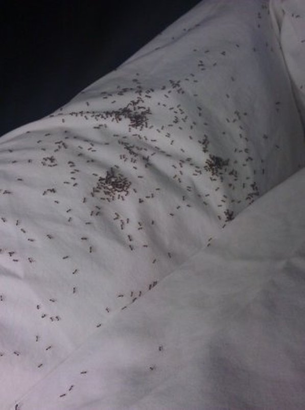 Γεμάτο μυρμήγκια το κρεβάτι ηλικιωμένης σε νοσκομείο - Media