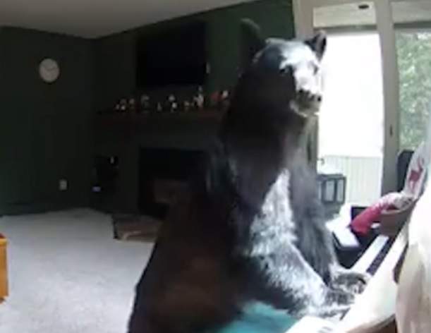 Ένας απρόσμενος… διαρρήκτης: Αρκούδα «μπούκαρε» σε σπίτι  (Video) - Media
