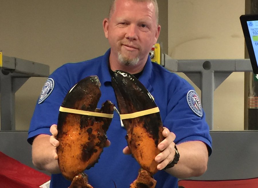 Ταξίδευε με έναν... γιγάντιο αστακό στη βαλίτσα (Photos) - Media