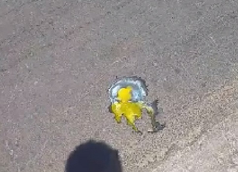 Καμίνι τα Χανιά: Έψησαν αυγό στην άσφαλτο (Video) - Media