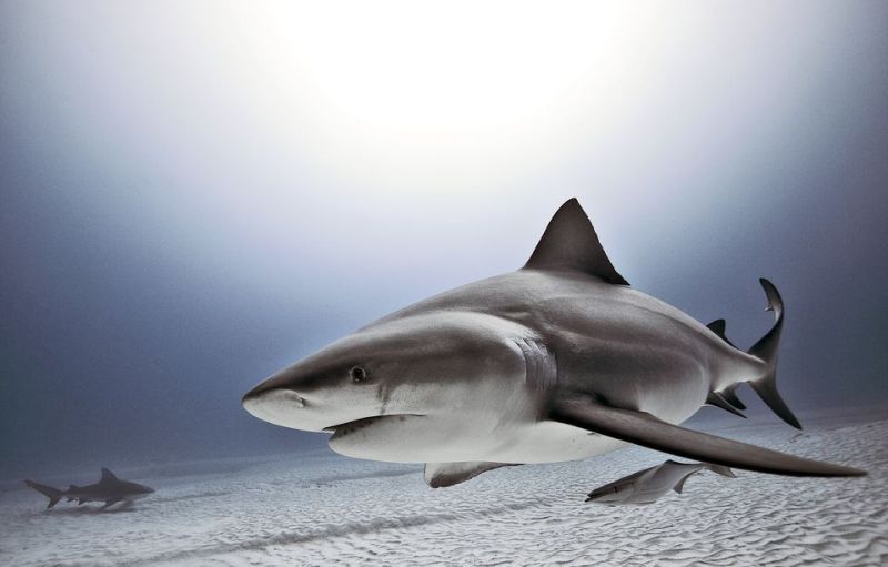 Ξεχάστε τους λευκούς καρχαρίες: Αυτός είναι ο καρχαρίας που πρέπει να φοβάστε (Video) - Media