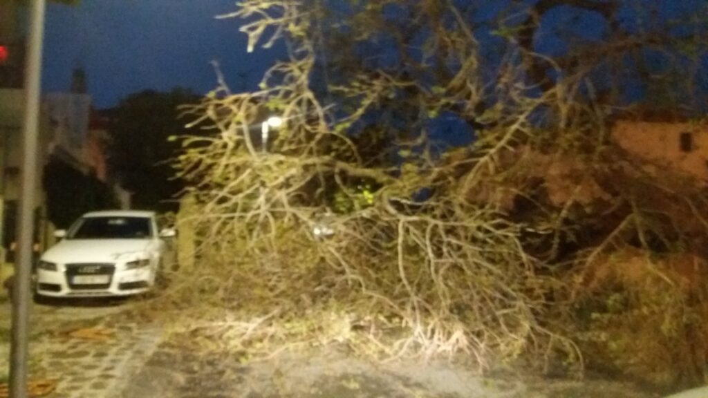 Ξεριζώθηκαν δέντρα στη Θεσσαλονίκη λόγω της κακοκαιρίας (Photo) - Media