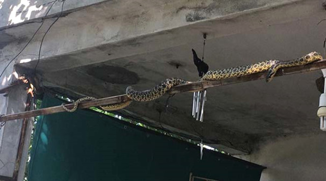 Γέμισε φίδια η Σμύρνη – Πως οι επιστήμονες το συνδέουν με τον σεισμό (Photos) - Media