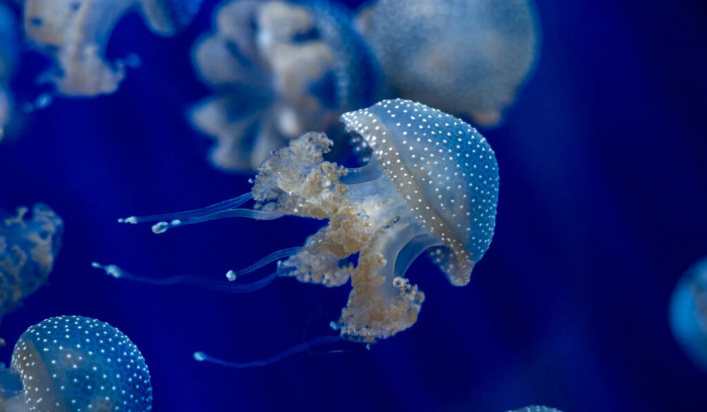 Γιατί γέμισαν μέδουσες οι ελληνικές παραλίες - Το φαινόμενο που συμβαίνει κάθε 10 χρόνια  - Media