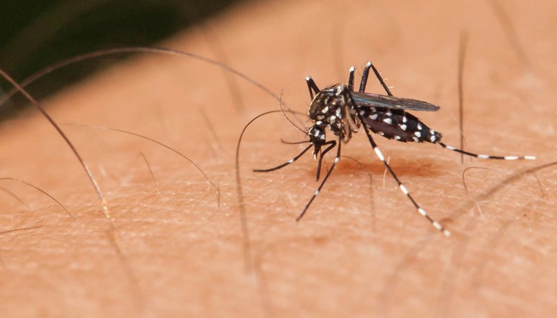 Γιατί τα κουνούπια τσιμπούν κάποιους ανθρώπους περισσότερο από άλλους; - Media