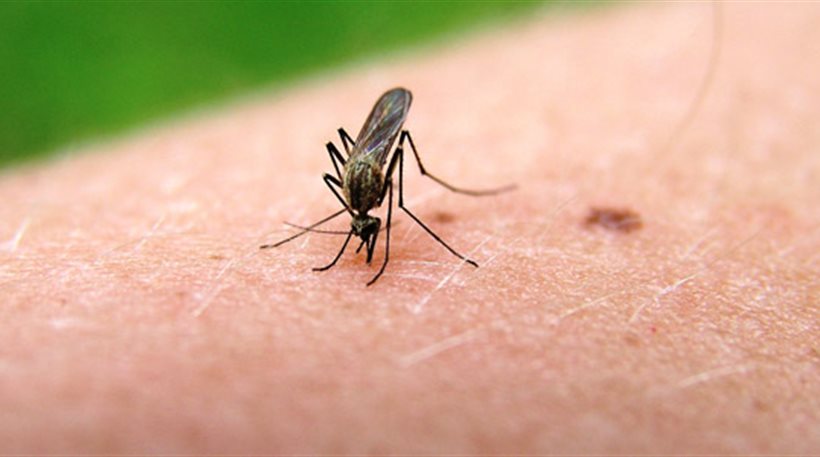 Κουνούπια: Το κόλπο πριν βγείτε έξω για να μην σας τσιμπάνε - Media