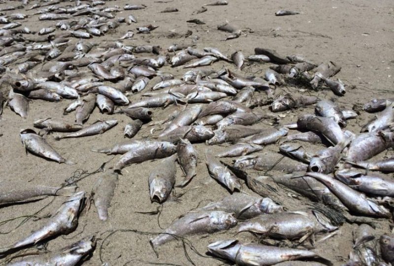 Κρήτη: Δεκάδες νεκρά ψάρια «ξέβρασε» η παραλία Δισκός στο Λέντα - Media
