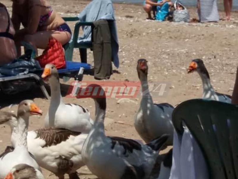 Κάτω Αχαΐα: Οι πάπιες έγιναν ένα ...με τους λουόμενους  - Media