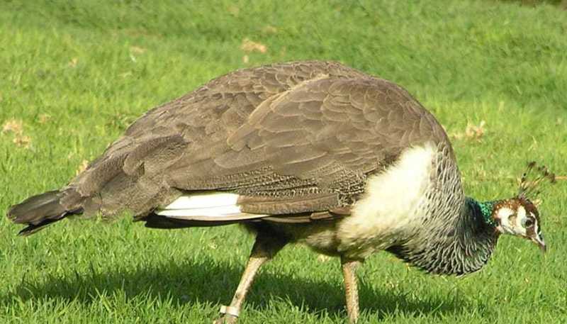 Παγόνι εισβάλλει σε κάβα - Επακολουθεί καταστροφή (Video) - Media